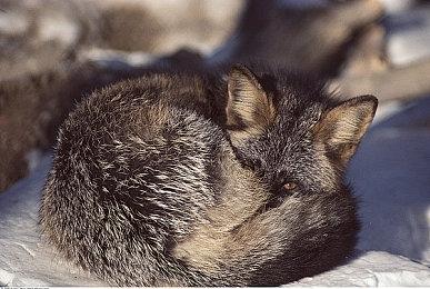 按照T2财报测算Xbox Series主机年销量仅有200万台？