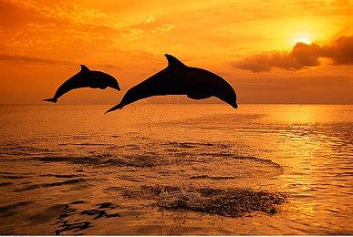 《光环：无限》系列经典合作波次防守模式现已回归